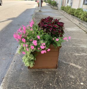 Read more about the article St. Paris Flower Barrels